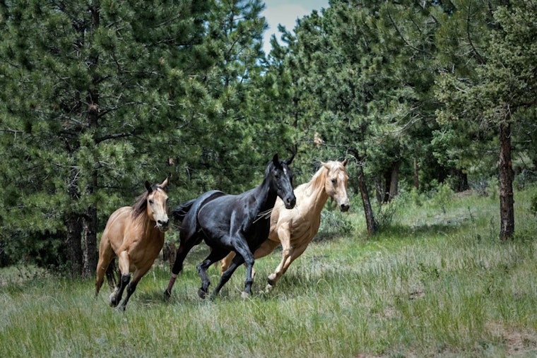 Starving Horses Freed From Wayne County Sanctuary Of Neglect