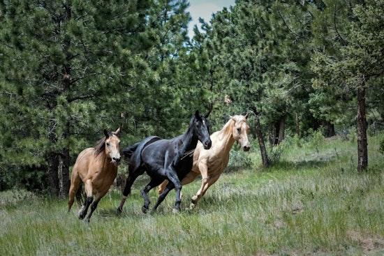 Starving Horses Freed From Wayne County Sanctuary Of Neglect