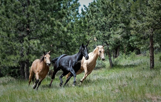 Starving Horses Freed From Wayne County Sanctuary Of Neglect
