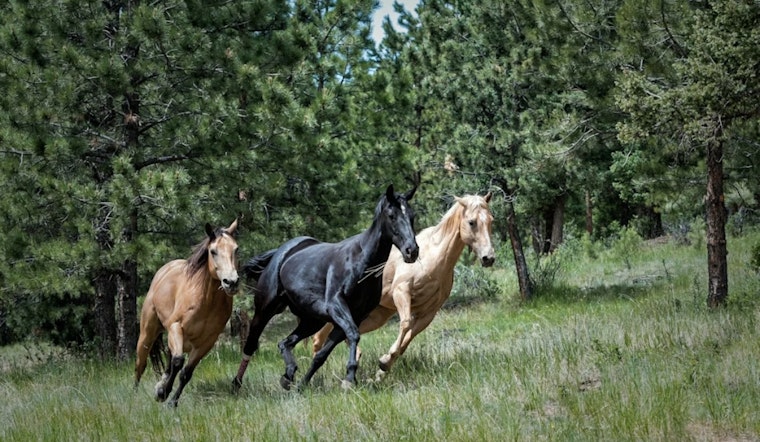 Starving Horses Freed From Wayne County Sanctuary Of Neglect