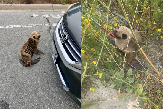 Starving Sea Lion Sierra Nearly Hits 101 As Brisbane Cops Pull Off Roadside Save