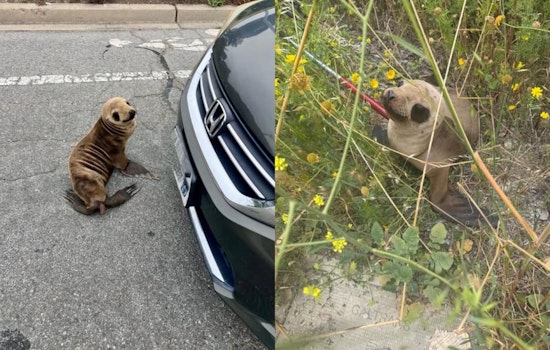 Starving Sea Lion Sierra Nearly Hits 101 As Brisbane Cops Pull Off Roadside Save