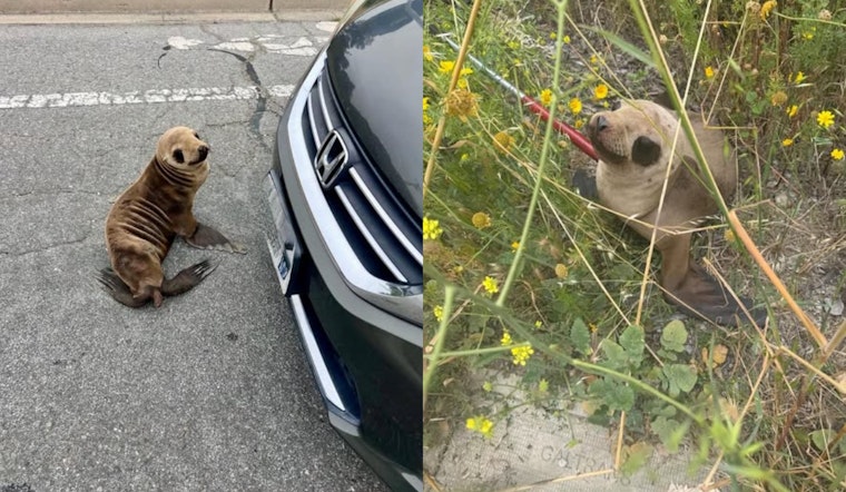 Starving Sea Lion Sierra Nearly Hits 101 As Brisbane Cops Pull Off Roadside Save