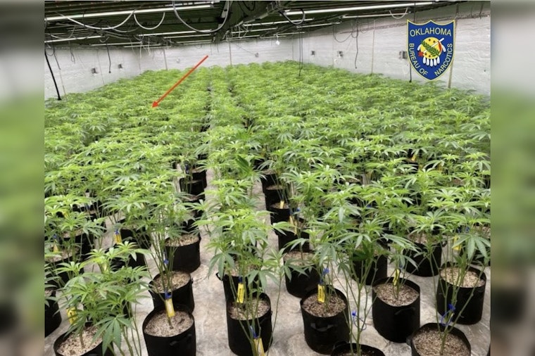 State Agents Rip Up 16,450 Pot Plants in Tulsa-Area Raids