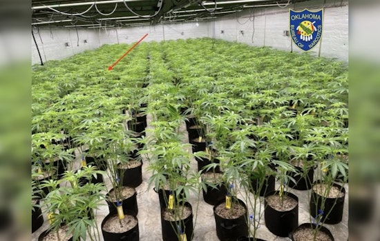 State Agents Rip Up 16,450 Pot Plants in Tulsa-Area Raids