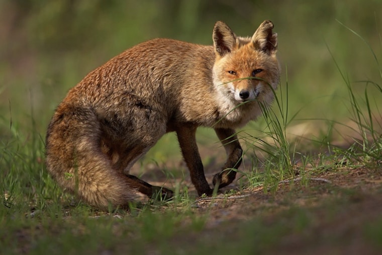 Stowaway Fox From U.K. Cargo Ship Beats Bug, Becomes Bronx’s Basil