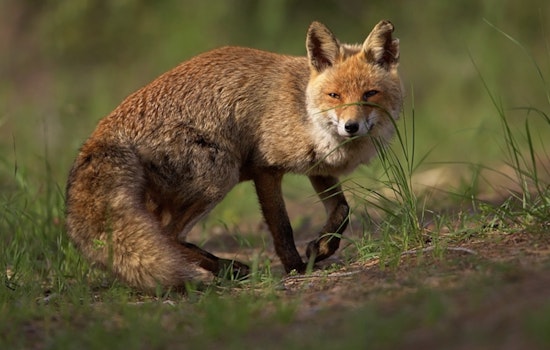 Stowaway Fox From U.K. Cargo Ship Beats Bug, Becomes Bronx’s Basil