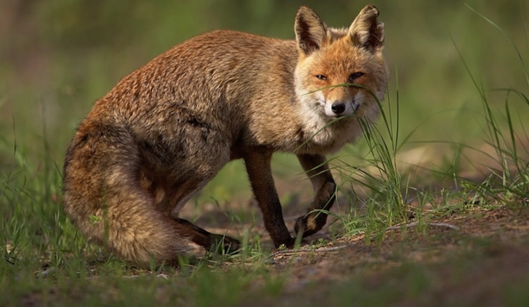 Stowaway Fox From U.K. Cargo Ship Beats Bug, Becomes Bronx’s Basil