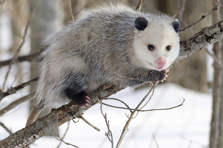 Stowaway Opossum Nabbed in Loaded Cargo Box by Honolulu Airport