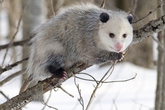 Stowaway Opossum Nabbed in Loaded Cargo Box by Honolulu Airport