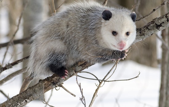 Stowaway Opossum Nabbed in Loaded Cargo Box by Honolulu Airport
