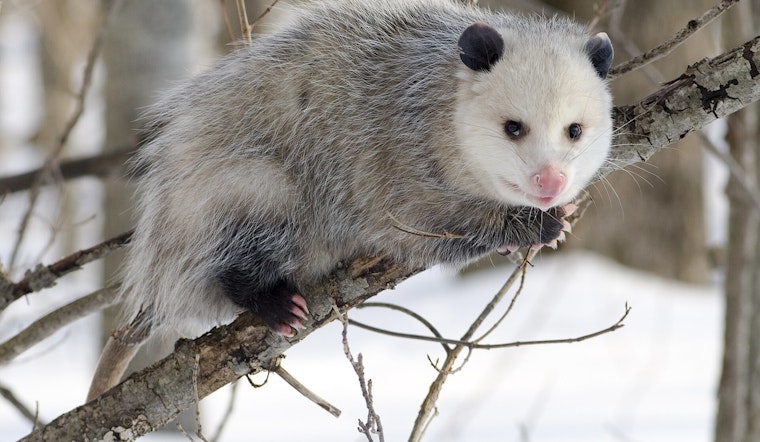 Stowaway Opossum Nabbed in Loaded Cargo Box by Honolulu Airport