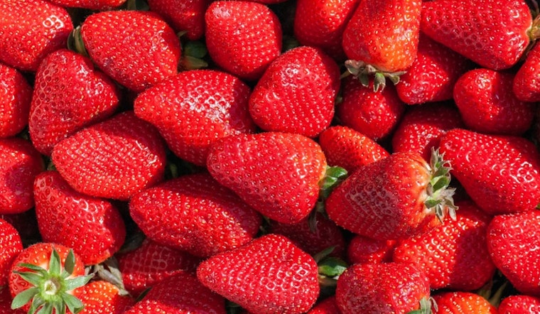 Strawberry Stampede: Vista Fest Takes Over Downtown On Memorial Day Weekend