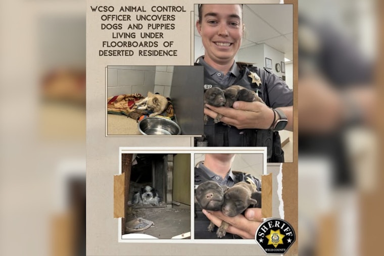 Stray Dogs Lead Deputies to Secret Puppy Lair Under Burned Weld County Home