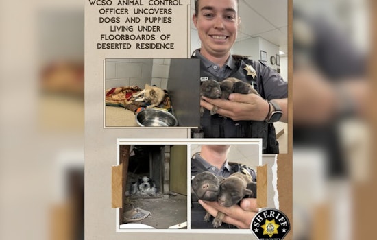 Stray Dogs Lead Deputies to Secret Puppy Lair Under Burned Weld County Home