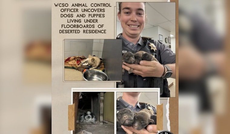 Stray Dogs Lead Deputies to Secret Puppy Lair Under Burned Weld County Home