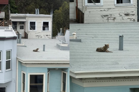 Sunbathing Coyote Crashes North Beach, City Warns It’s Pup Season