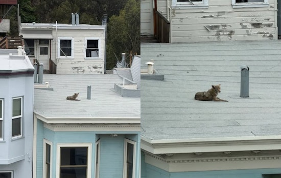 Sunbathing Coyote Crashes North Beach, City Warns It’s Pup Season