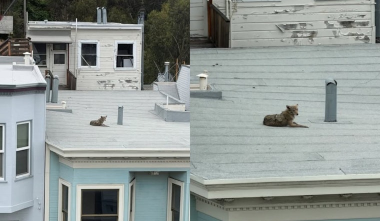 Sunbathing Coyote Crashes North Beach, City Warns It’s Pup Season