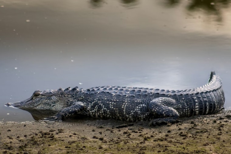 Sunset Beach Cops Wrestle Giant Gator Out Of The Road And Into The Lake