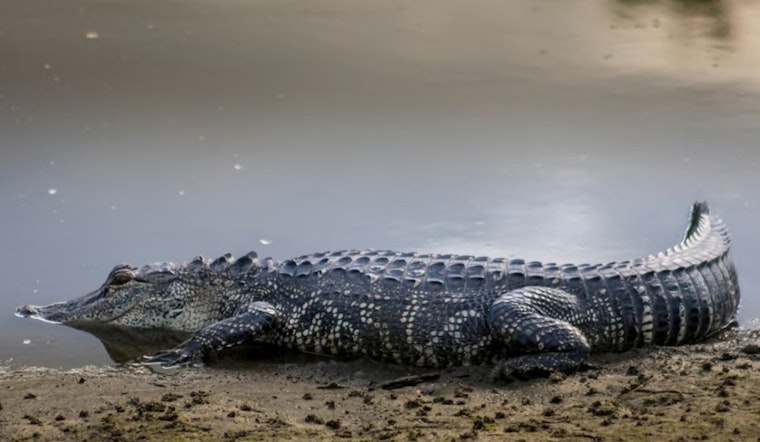 Sunset Beach Cops Wrestle Giant Gator Out Of The Road And Into The Lake