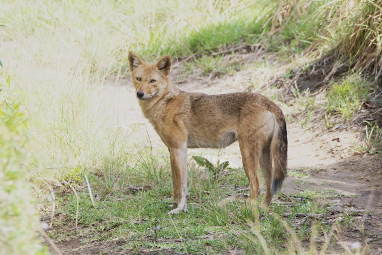 Supersized Coyote Trots Up Dawson Hill, Rattles West Seattle Night Walk
