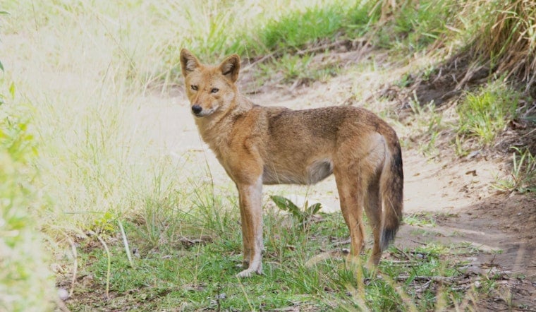 Supersized Coyote Trots Up Dawson Hill, Rattles West Seattle Night Walk