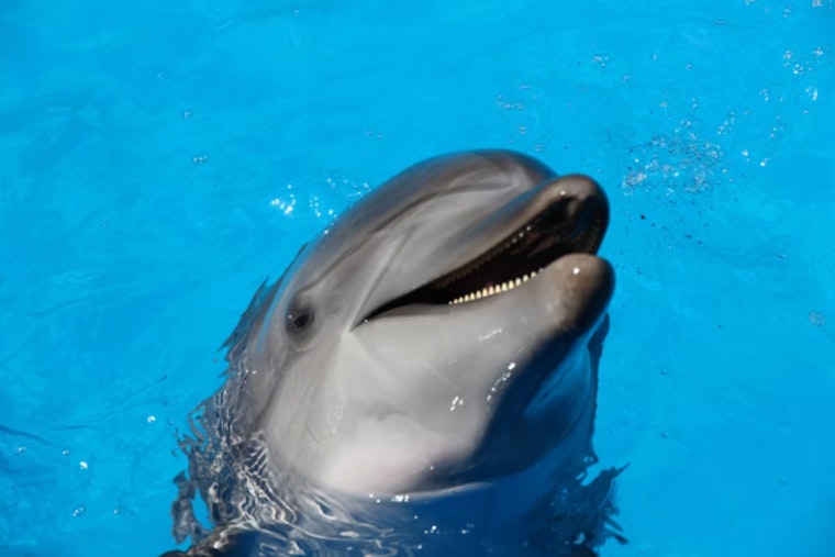 Tailless Dolphin 'Dino' Becomes Galveston Bay's Unlikely Star