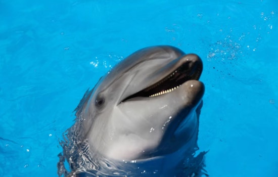 Tailless Dolphin 'Dino' Becomes Galveston Bay's Unlikely Star