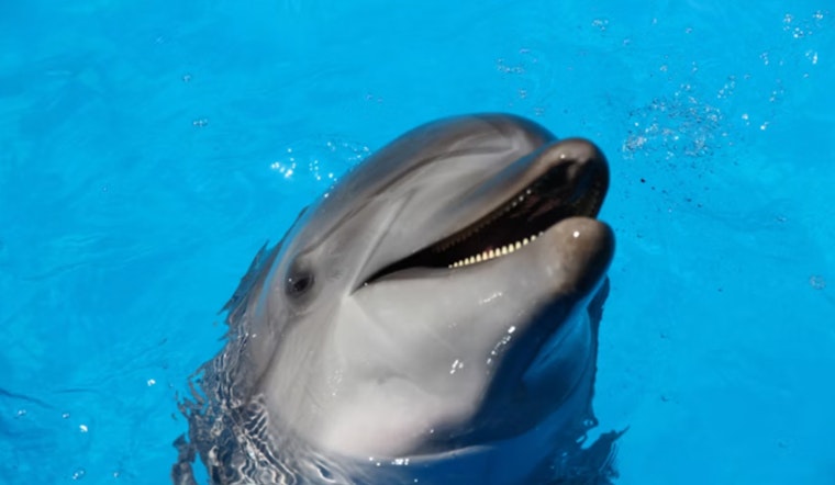 Tailless Dolphin 'Dino' Becomes Galveston Bay's Unlikely Star