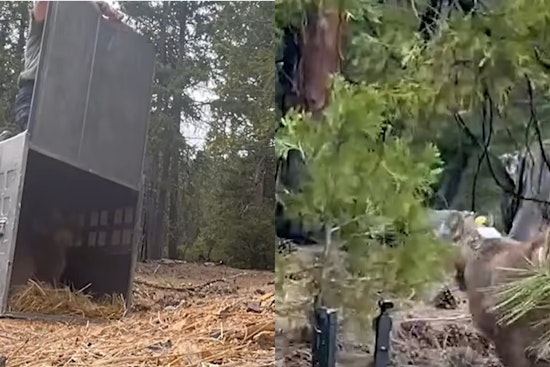 Tailless Young Mountain Lion Gets Second Shot In NorCal Wild