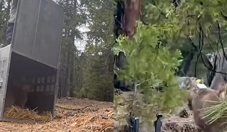 Tailless Young Mountain Lion Gets Second Shot In NorCal Wild