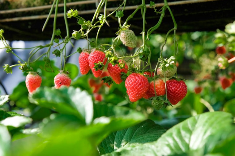 El Niño Puts Plant City Strawberry Season On Mold Watch