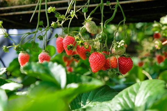 El Niño Puts Plant City Strawberry Season On Mold Watch