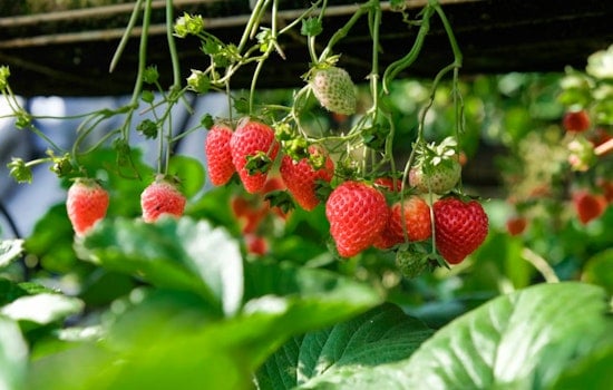 El Niño Puts Plant City Strawberry Season On Mold Watch