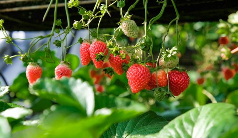 El Niño Puts Plant City Strawberry Season On Mold Watch