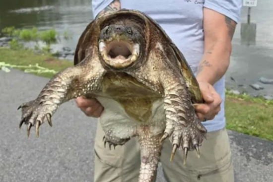 Taneytown Anglers Reel In Trouble As City Hauls Turtles From Beloved Pond