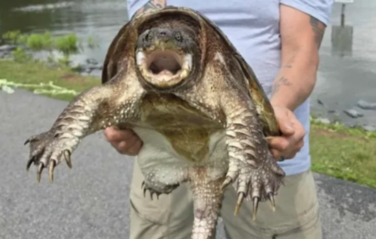 Taneytown Anglers Reel In Trouble As City Hauls Turtles From Beloved Pond