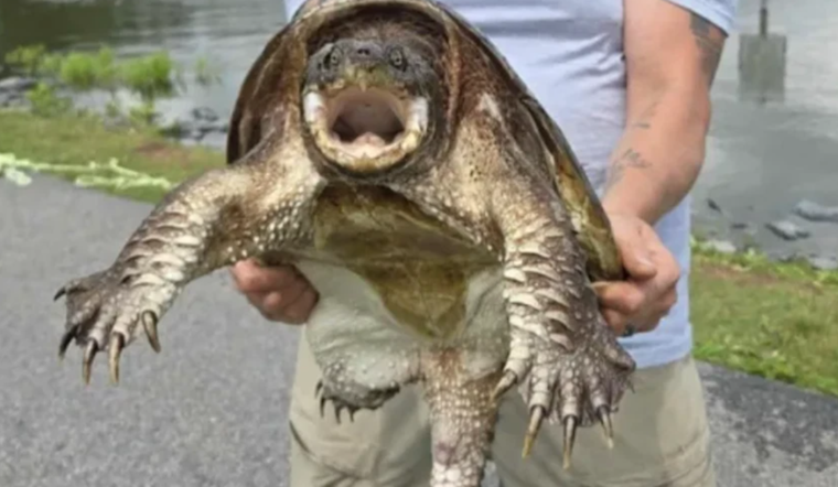 Taneytown Anglers Reel In Trouble As City Hauls Turtles From Beloved Pond