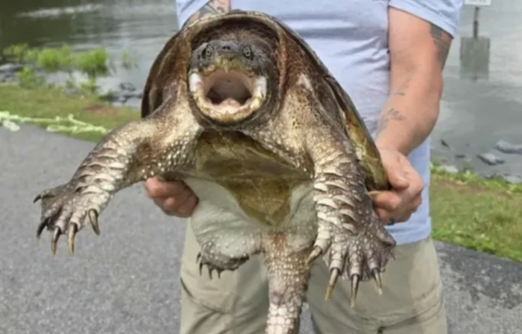 Taneytown Anglers Reel In Trouble As City Hauls Turtles From Beloved Pond