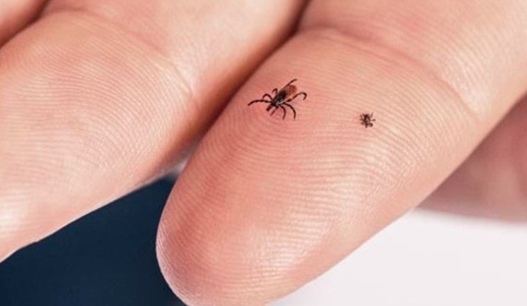 Tar Heel Ticks Are Turning Steak Night Into An E.R. Visit