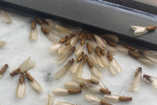 Termite Takeover: Formosan Swarms Blitz New Orleans Nights