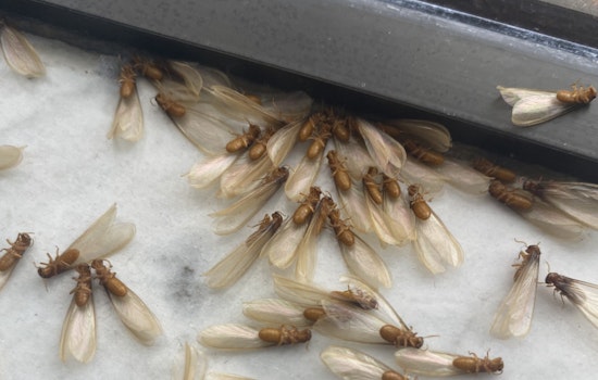 Termite Takeover: Formosan Swarms Blitz New Orleans Nights