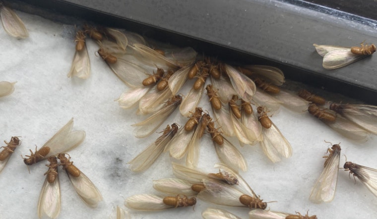 Termite Takeover: Formosan Swarms Blitz New Orleans Nights