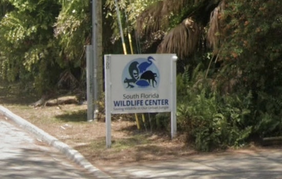 Termites Trash Fort Lauderdale Wildlife Clinic, Donors Rush In