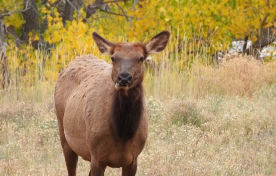 Terrified Estes Park Mom And Daughter Flee Charging Elk Near Alberta Falls