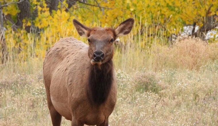 Terrified Estes Park Mom And Daughter Flee Charging Elk Near Alberta Falls