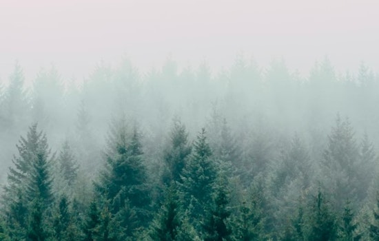 Thick Fog Chokes Atlanta Commute Before Sun Breaks Through
