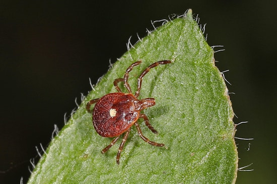 Tick-Bite Red-Meat Allergy Lands On Oklahoma’s Watchlist