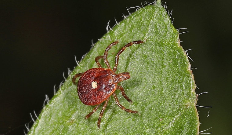 Tick-Bite Red-Meat Allergy Lands On Oklahoma’s Watchlist